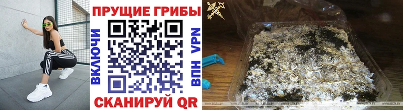 Псилоцибиновые грибы MAGIC MUSHROOMS  hydra вход  даркнет какой сайт  Елец 